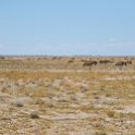 NAM OSHI Etosha 2016NOV27 069 : 2016, 2016 - African Adventures, Africa, Date, Etosha National Park, Month, Namibia, November, Oshikoto, Places, Southern, Trips, Year